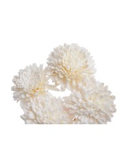 Shola Star wyb. 8cm +pik 55cm, 5szt-pacz -susz....BLEACH