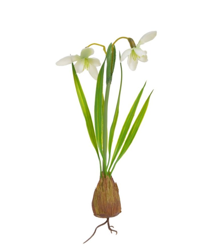 Przebiśnieg z cebulką..18cm....WHITE