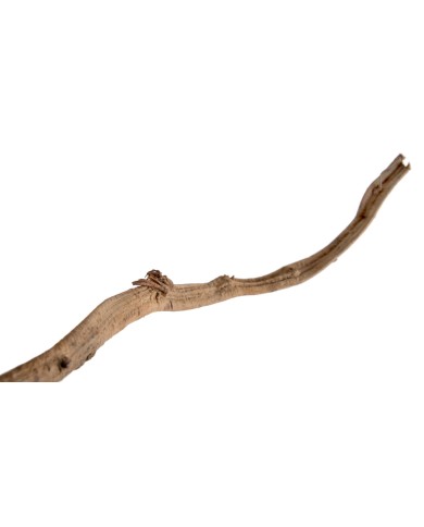 Liana prosta 1,5-1,8 – susz..150-180cmL..50-10 pcs......NATURAL