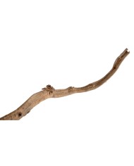 Liana prosta 1,5-1,8 – susz..150-180cmL..50-10 pcs......NATURAL