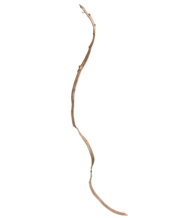 Liana prosta 1,5-1,8 – susz..150-180cmL..50-10 pcs......NATURAL