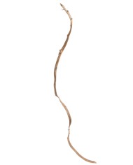 Liana prosta 1,5-1,8 – susz..150-180cmL..50-10 pcs......NATURAL