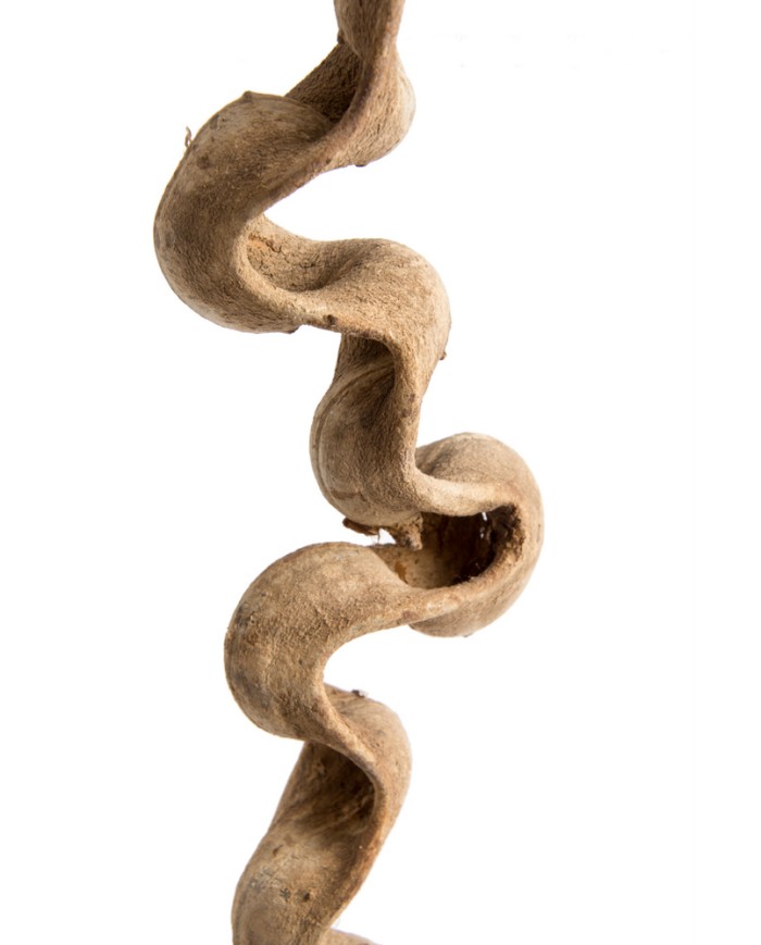 Liana prosta 1,5-1,8 – susz..150-180cmL..50-10 pcs......NATURAL