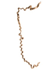 Liana prosta 1,5-1,8 – susz..150-180cmL..50-10 pcs......NATURAL