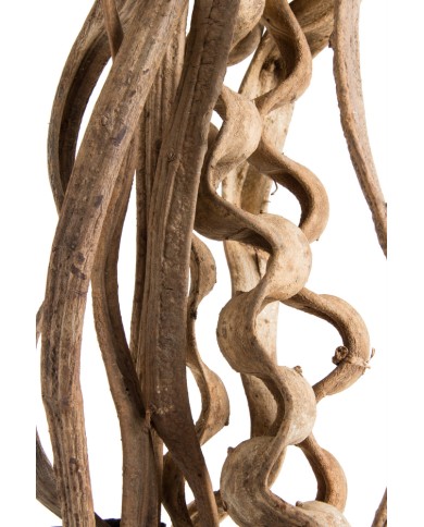 Liana prosta 1,5-1,8 – susz..150-180cmL..50-10 pcs......NATURAL