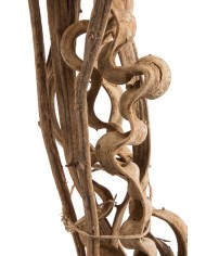 Liana prosta 1,5-1,8 – susz..150-180cmL..50-10 pcs......NATURAL