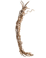 Liana prosta 1,5-1,8 – susz..150-180cmL..50-10 pcs......NATURAL