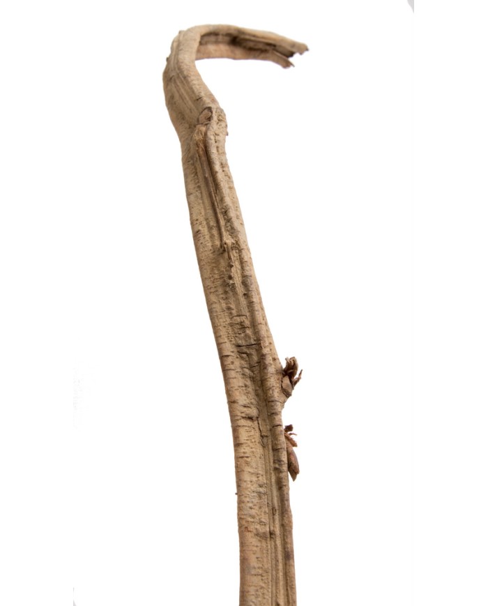 Liana prosta 1,5-1,8 – susz..150-180cmL..50-10 pcs......NATURAL