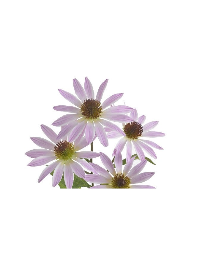 Jeżówka..73cm...sztuczna roślina