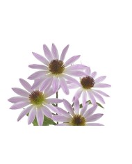 Jeżówka..73cm...sztuczna roślina