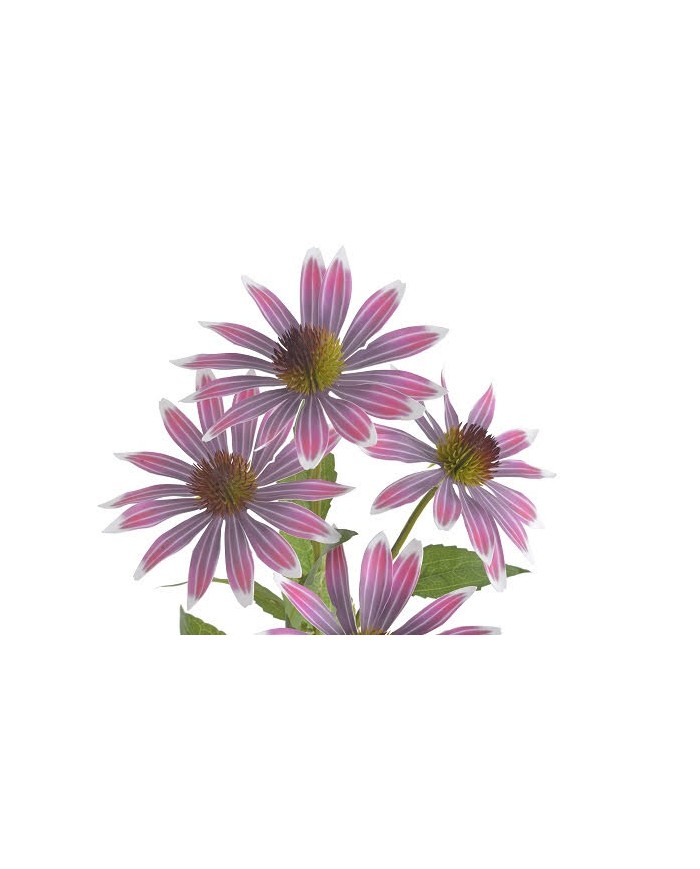 Jeżówka..73cm...sztuczna roślina