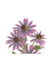 Jeżówka..73cm...sztuczna roślina