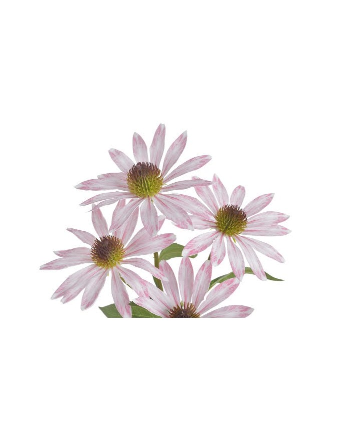 Jeżówka..73cm...sztuczna roślina