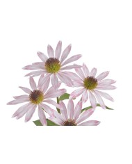 Jeżówka..73cm...sztuczna roślina