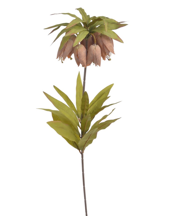 Szachownica cesarska..77cm..60-12 pcs