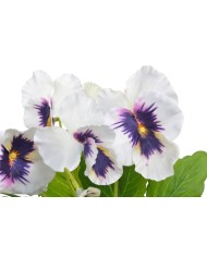 Bratki 30cm....sztuczna roślina...144-12 pcs