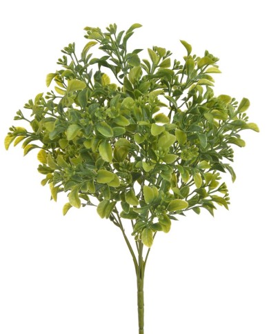 Aglaia odorta ..34cm...GR