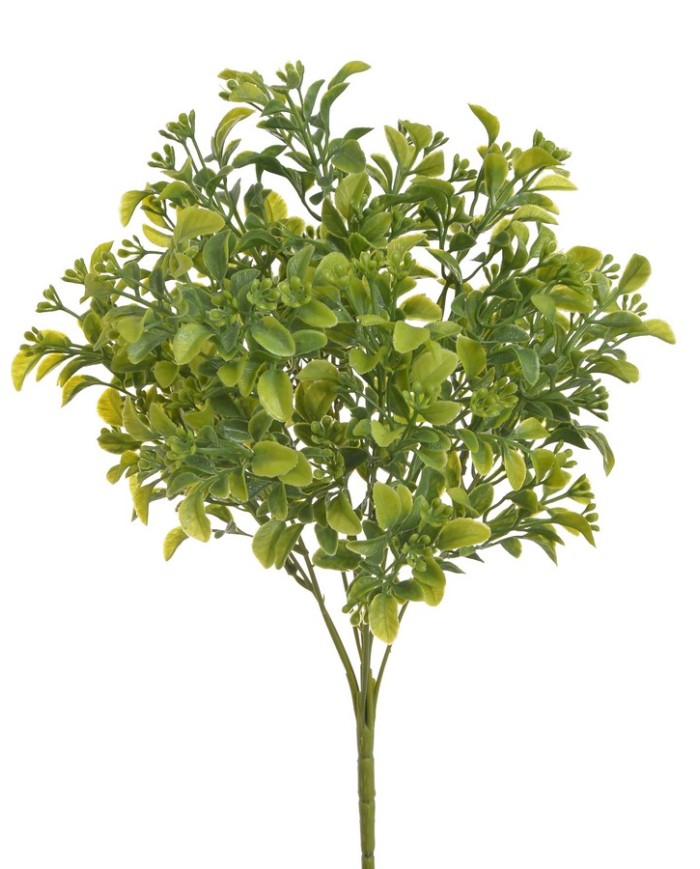 Aglaia odorta ..34cm...GR