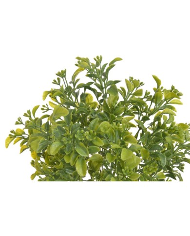 Aglaia odorta ..34cm...GR