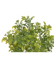 Aglaia odorta ..34cm...GR