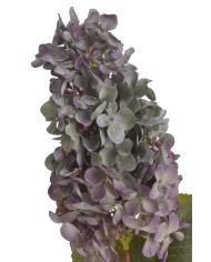 Hortensja x1..82cm..96-12 pcs