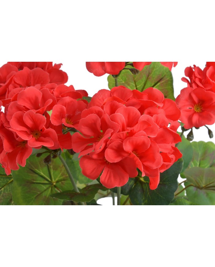 Pelargonia..52cm..60-12 pcs
