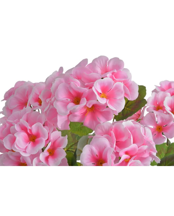 Pelargonia..52cm..60-12 pcs