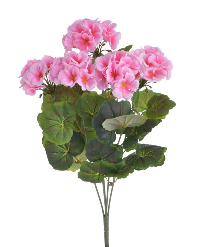 Pelargonia..52cm..60-12 pcs
