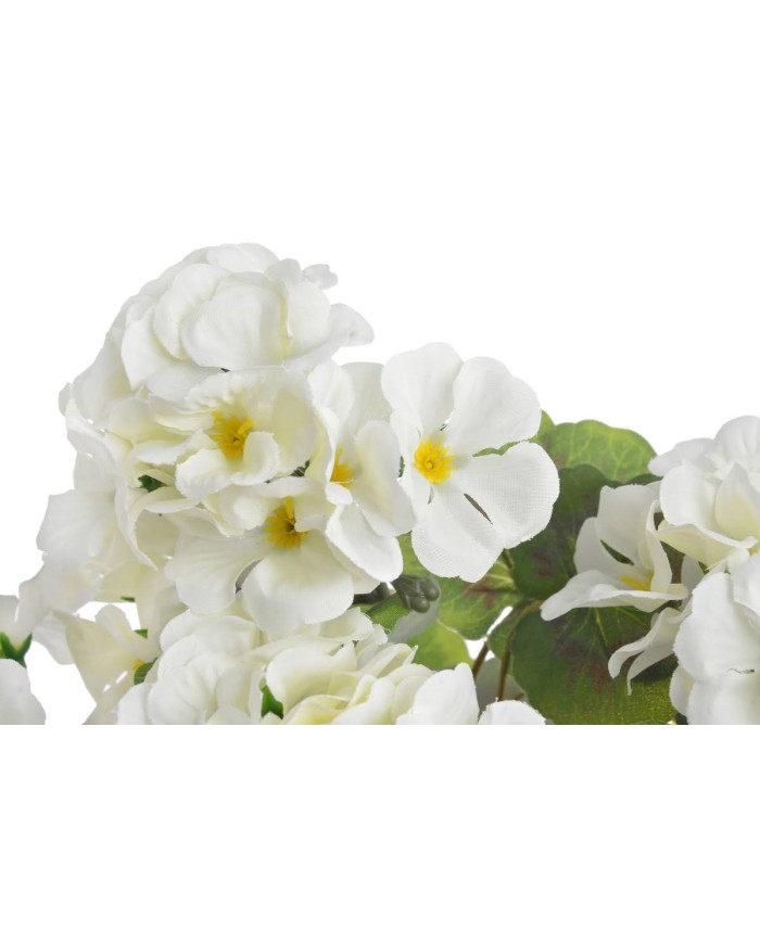 Pelargonia..52cm..60-12 pcs