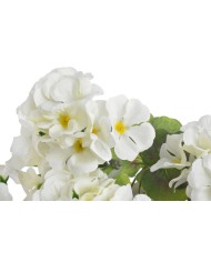 Pelargonia..52cm..60-12 pcs