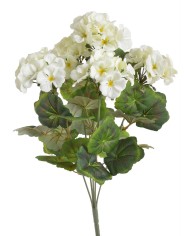 Pelargonia..52cm..60-12 pcs