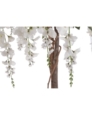 Wisteria 120cm w doniczce....2-0 pcs......WHITE