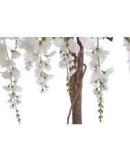 Wisteria 120cm w doniczce....2-0 pcs......WHITE