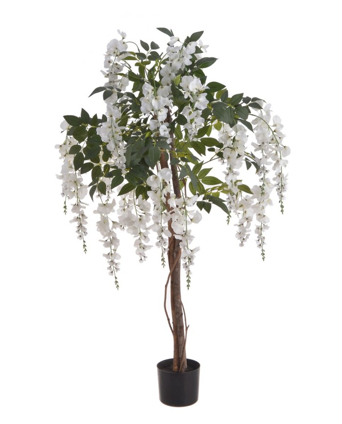 Wisteria 120cm w doniczce....2-0 pcs......WHITE