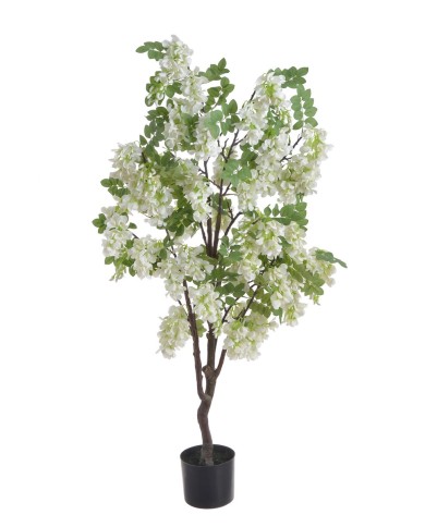 Wisteria w doniczce..122cm..2-0 pcs......A01 WHITE