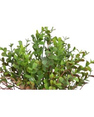 Eukaliptus..36cm..288-72 pcs