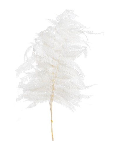 Liść paproci preparowany 5szt-pęcz - susz 50-70cm...WHITE