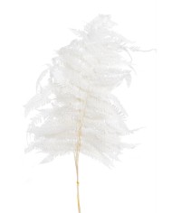 Shola Cynia paczka - susz..+-60cmH x 7cmW...6 pcs-bag