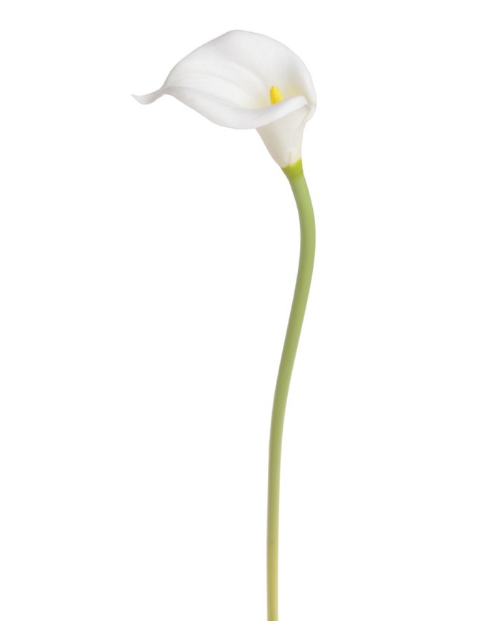 Kala x1 PIANKA..57cm..336-42 pcs