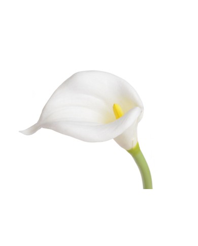 Kala x1 PIANKA..57cm..336-42 pcs