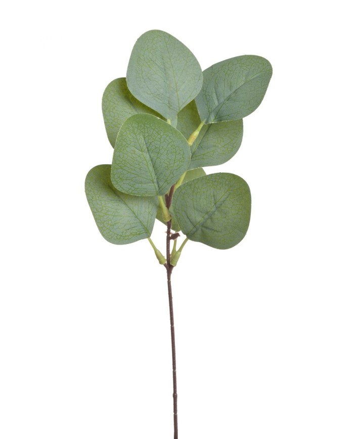 Eukaliptus populus 12szt-pęczek...28cm....GREEN