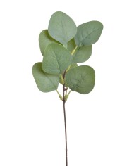 Eukaliptus populus 12szt-pęczek...28cm....GREEN