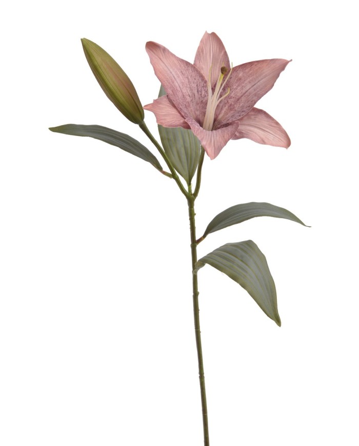 Lilia 1+1..53cm..120-12 pcs