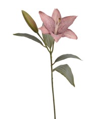 Lilia 1+1..53cm..120-12 pcs