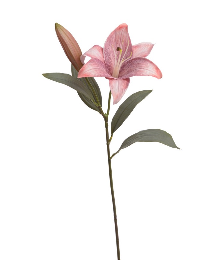 Lilia 1+1..53cm..120-12 pcs