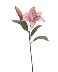 Lilia 1+1..53cm..120-12 pcs