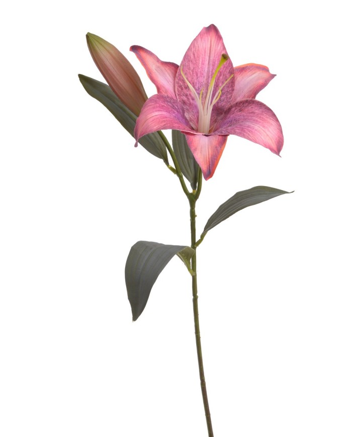 Lilia 1+1..53cm..120-12 pcs