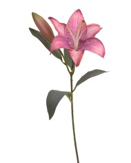 Lilia 1+1..53cm..120-12 pcs