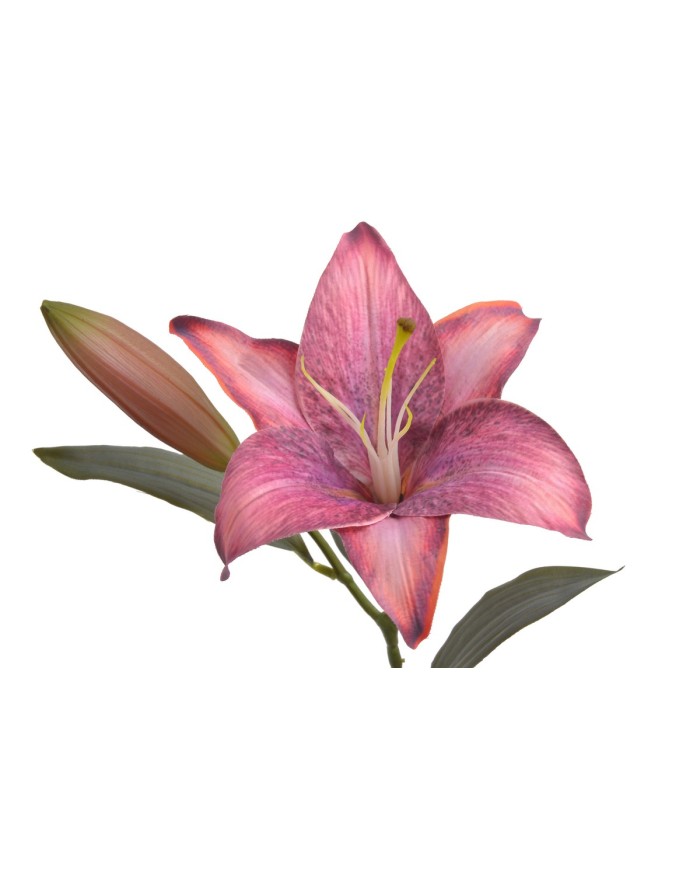 Lilia 1+1..53cm..120-12 pcs