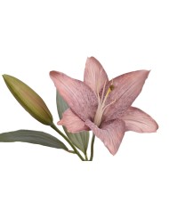 Lilia 1+1..53cm..120-12 pcs